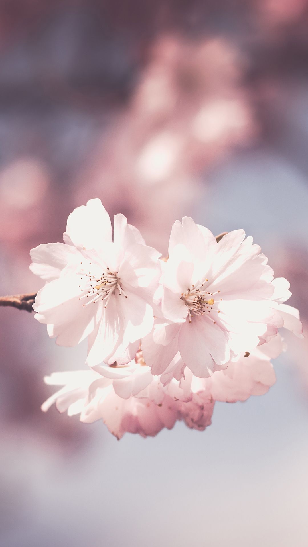 Fiori di ciliegio rosa, 1080x1920 Full HD Verticale, Smartphone