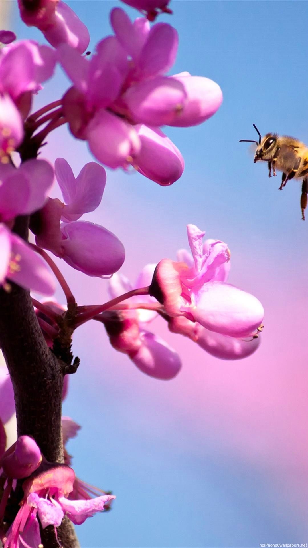 Ape su fiori rosa, 1080x1920 Verticale, iPhone Pro Max