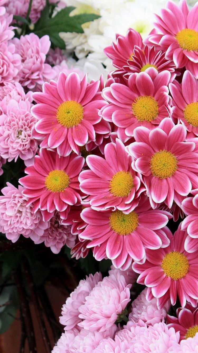 Fiori rosa margherite crisantemi, 750x1334 Verticale, iPhone Plus