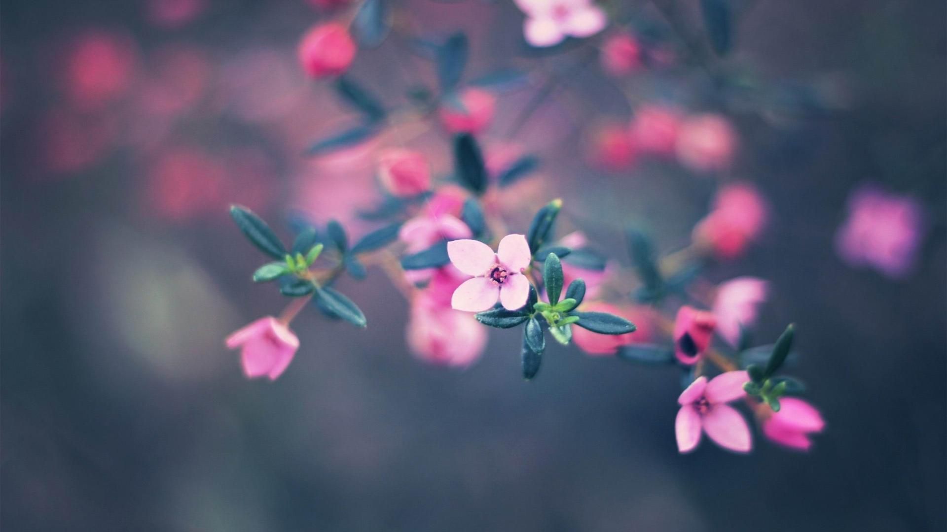 Fiori rosa sfocati, 1920x1080 Full HD, Laptop
