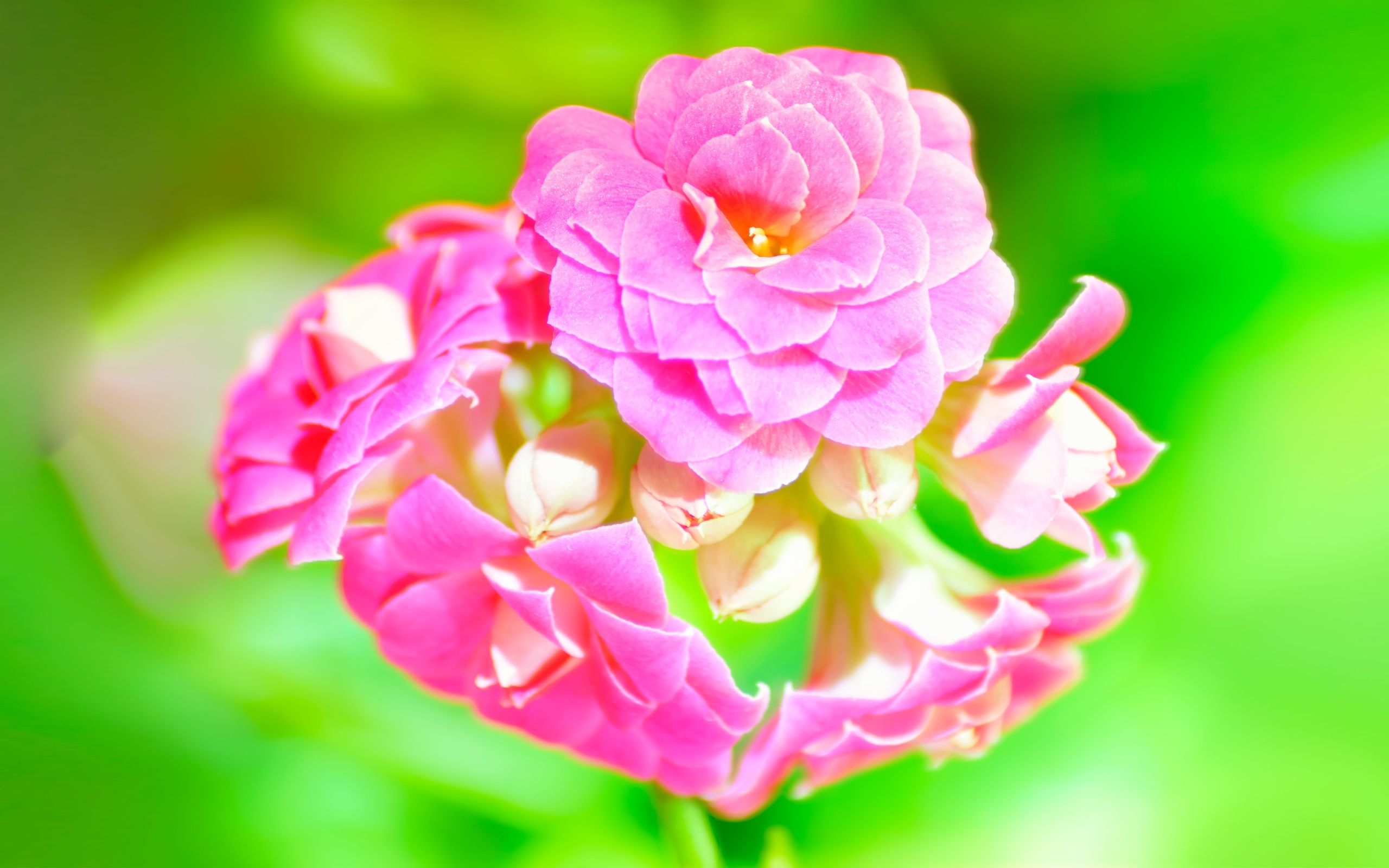 Fiori rosa sfondo verde, 2560x1600 2K, PC