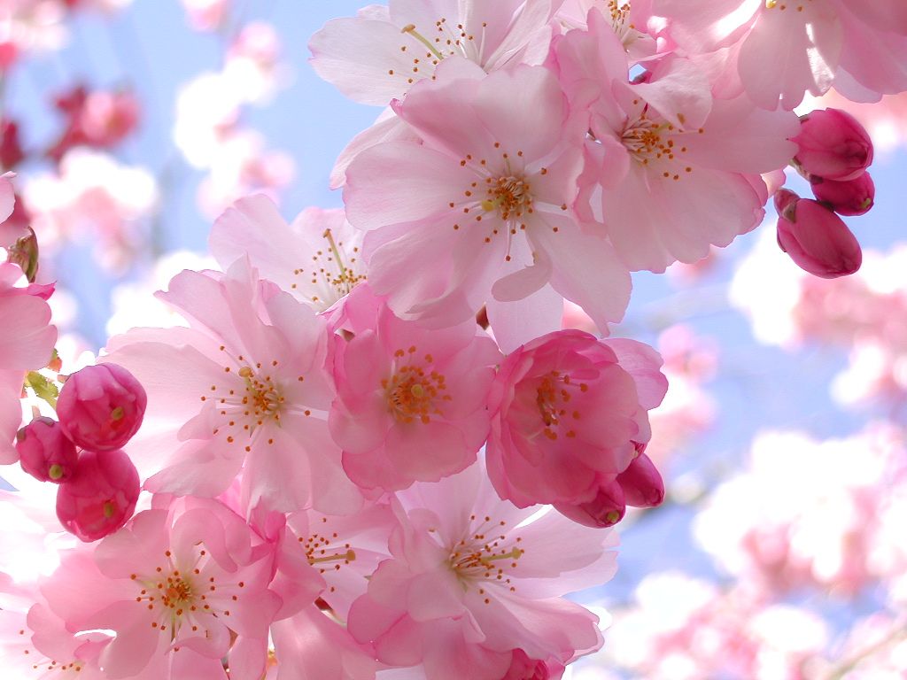 Fiori di ciliegio rosa, 1024x768 HD, Laptop