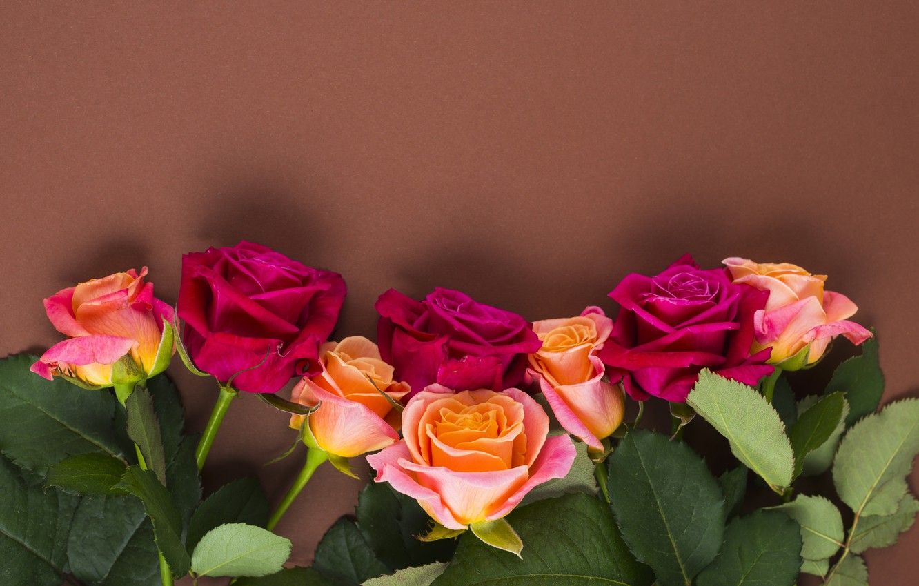 Rose rosa e arancioni, 1332x850 720p, Laptop