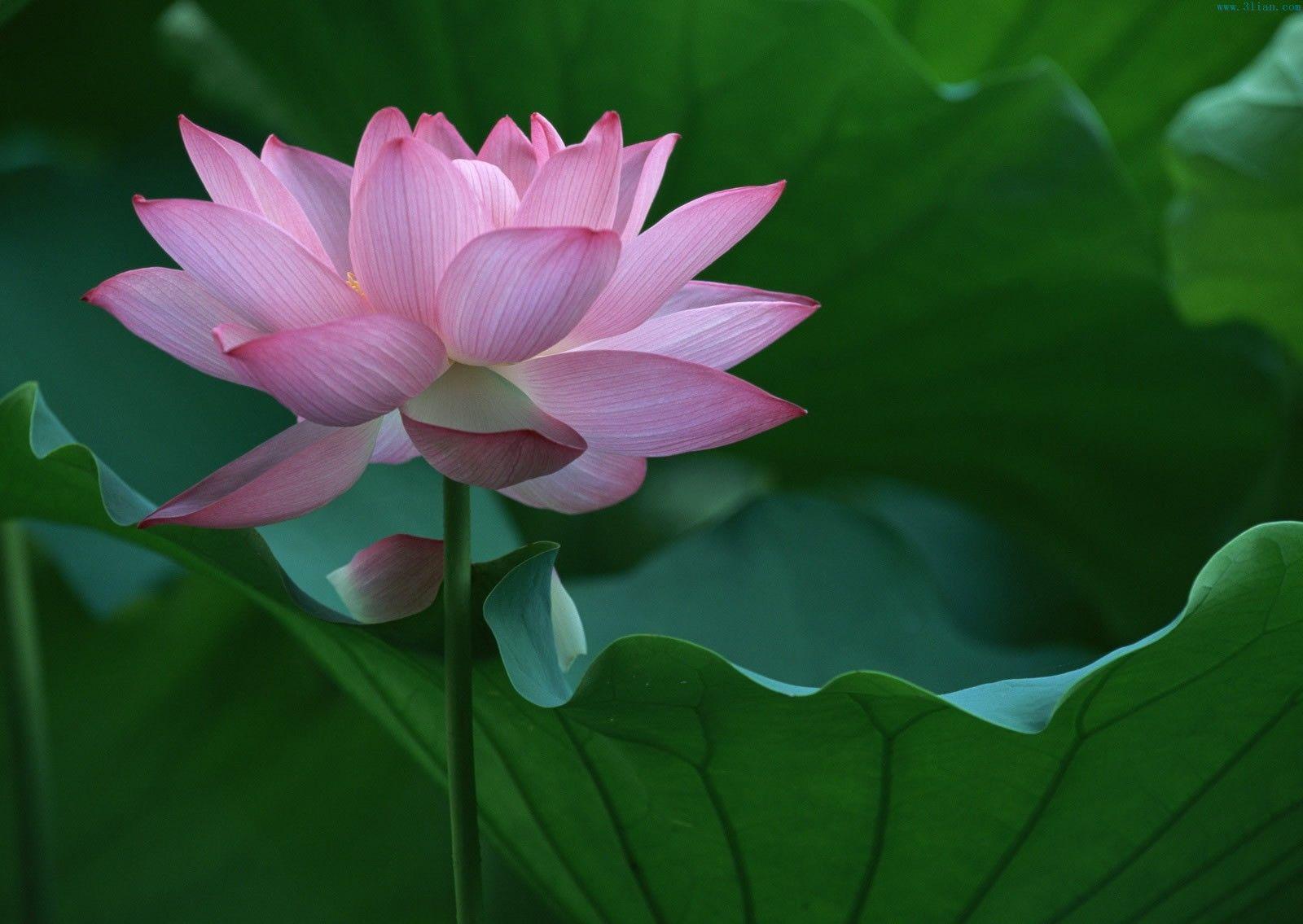 Fiore di loto rosa, 1600x1135 HD Ready, Acer Nitro