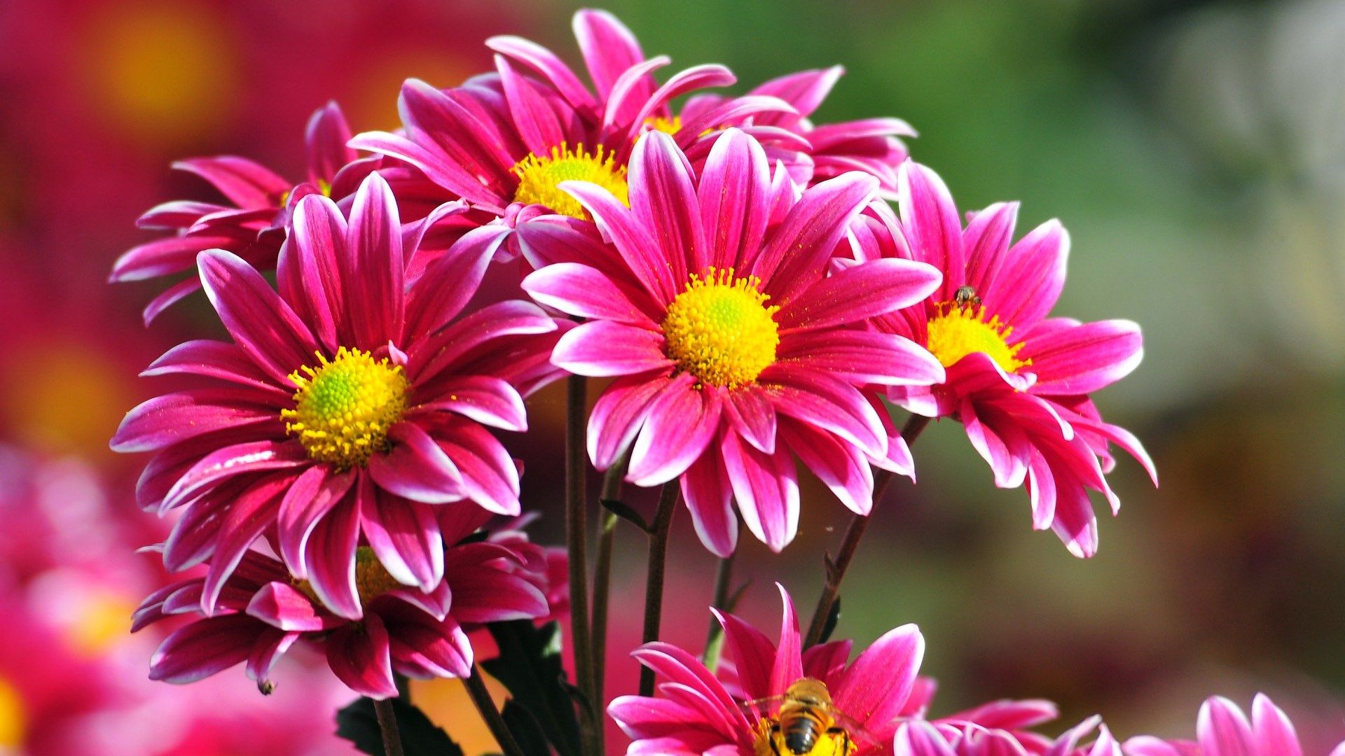 Fiori rosa crisantemi, 1920x1080 Full HD 1080p, Desktop