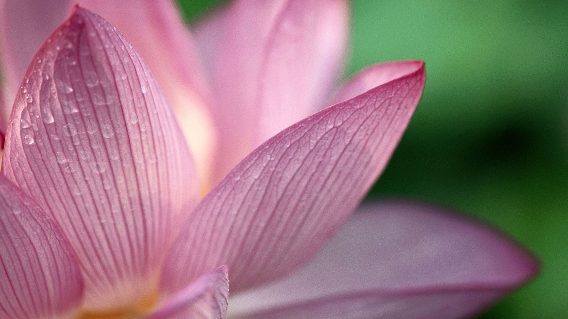 Fiore di loto rosa, 1920x1080 Full HD, PC Desktop