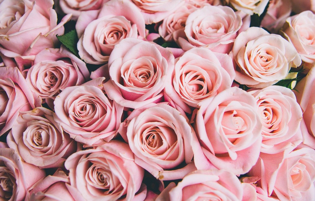 Rose rosa in bouquet, 1332x850 720p, Laptop