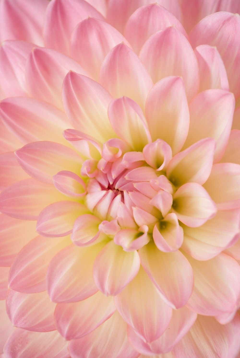 Dalia rosa macro, 1000x1494 Full HD Verticale, iPhone Pro Max