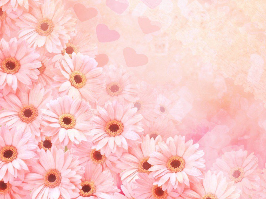 Fiori gerbera rosa con cuori, 1024x768 HD, Desktop