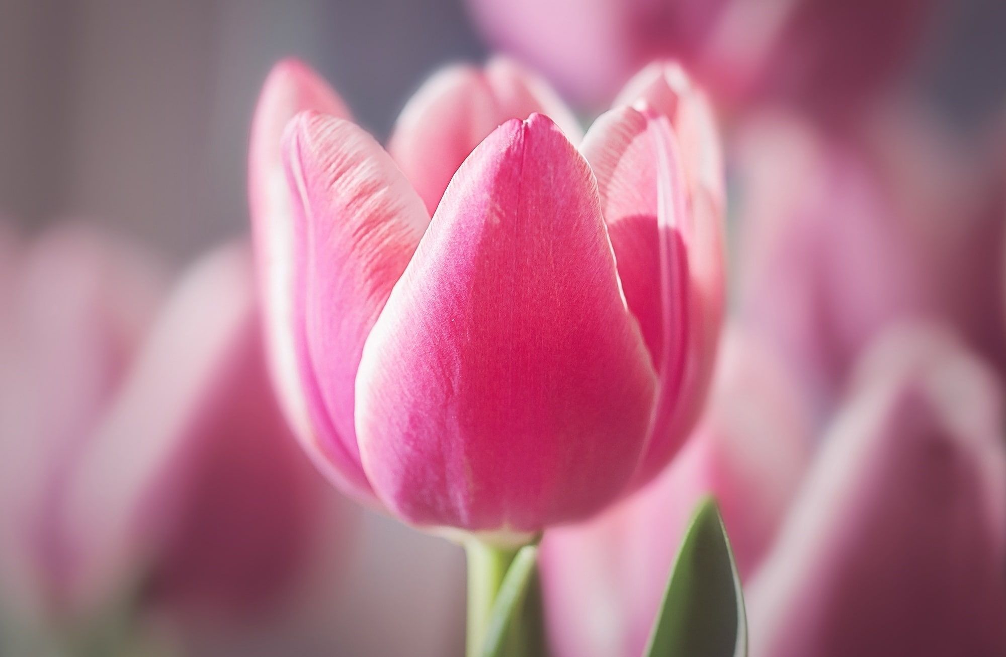Tulipano rosa in primo piano, 2000x1306 alta risoluzione, Laptop