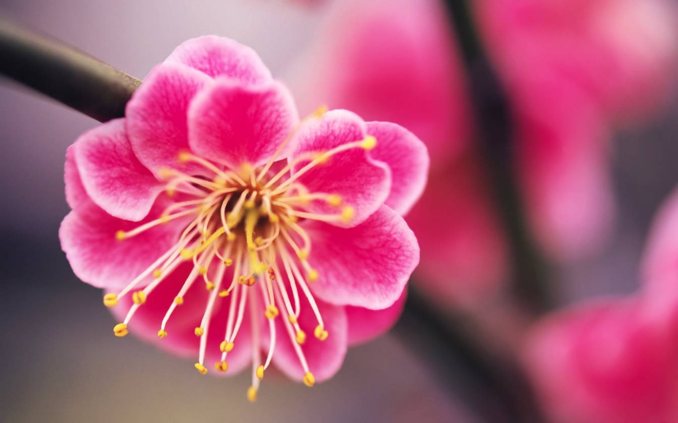 Fiore rosa di pesco, 1344x840 720p, Laptop