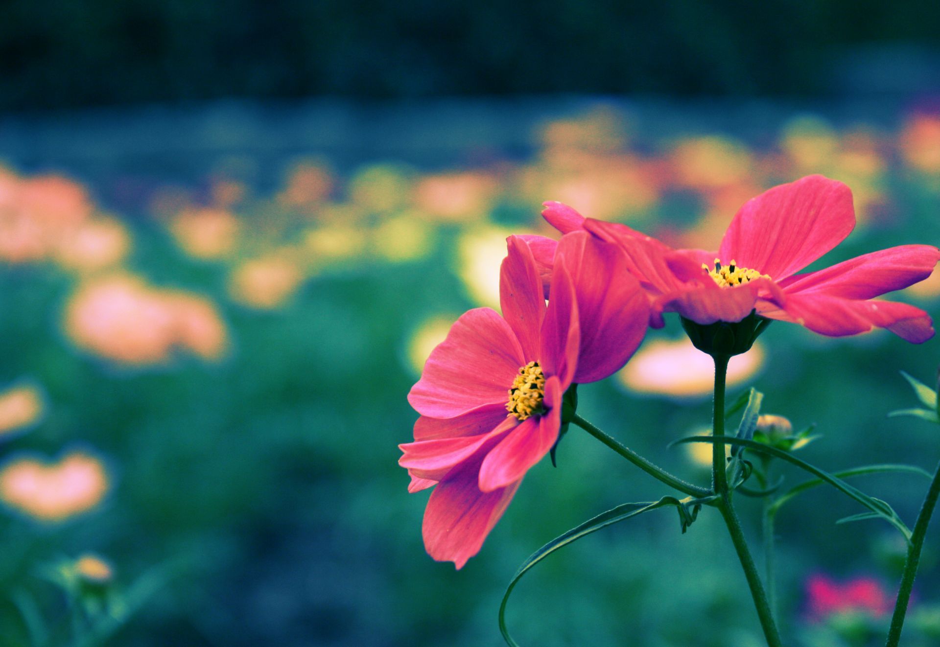 Fiori rosa cosmos in campo, 1920x1322 Full HD+, Desktop