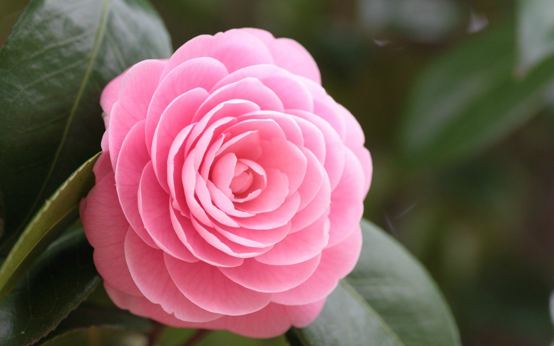 Fiore rosa di camelia, 1920x1200 WUXGA, PC