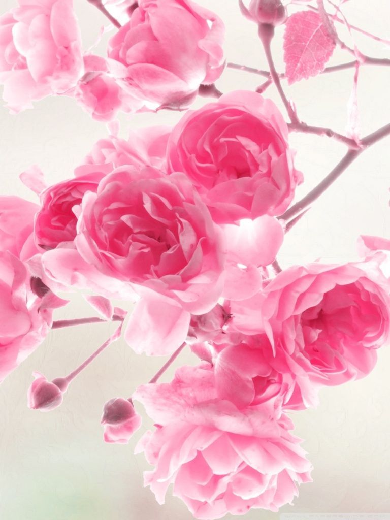 Rose rosa su ramo, 768x1024 Verticale, Telefono