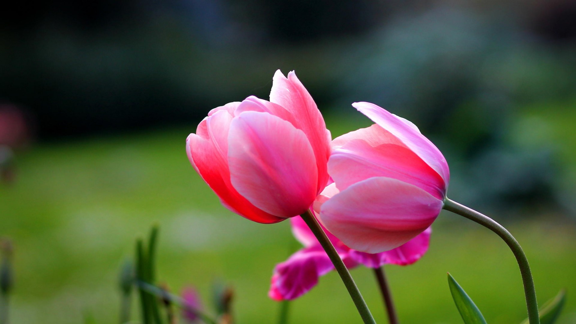 Tulipani rosa fiore, 1920x1080 Full HD 1080p, PC Desktop