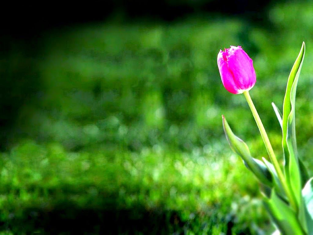 Tulipano rosa nell'erba, 1024x768 HD, Laptop