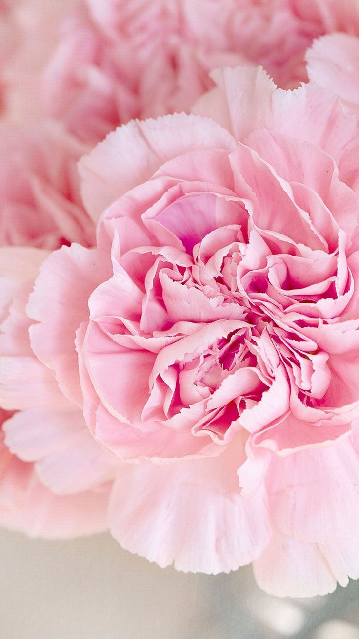 Garofani rosa in primo piano, 736x1308 Full HD Verticale, iPhone