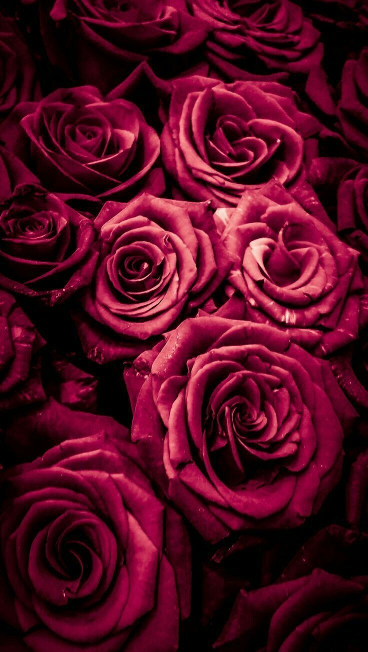 Bouquet rose rosso scuro, 736x1305 Full HD Verticale, iPhone