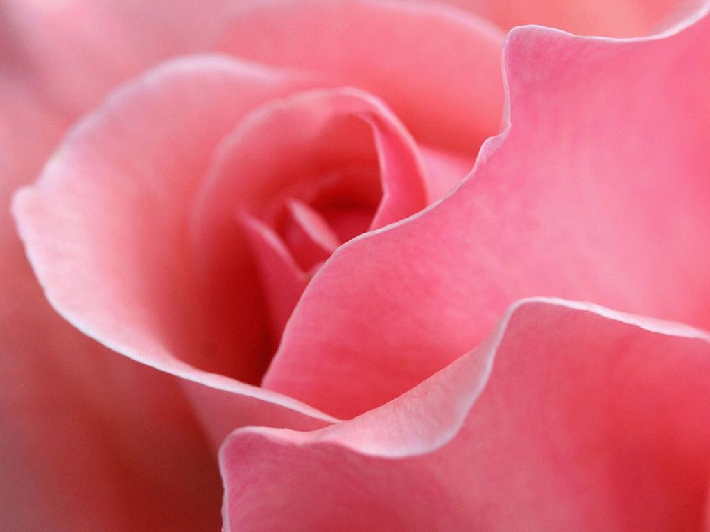 Rosa rosa in primo piano, 1024x768 HD, Desktop