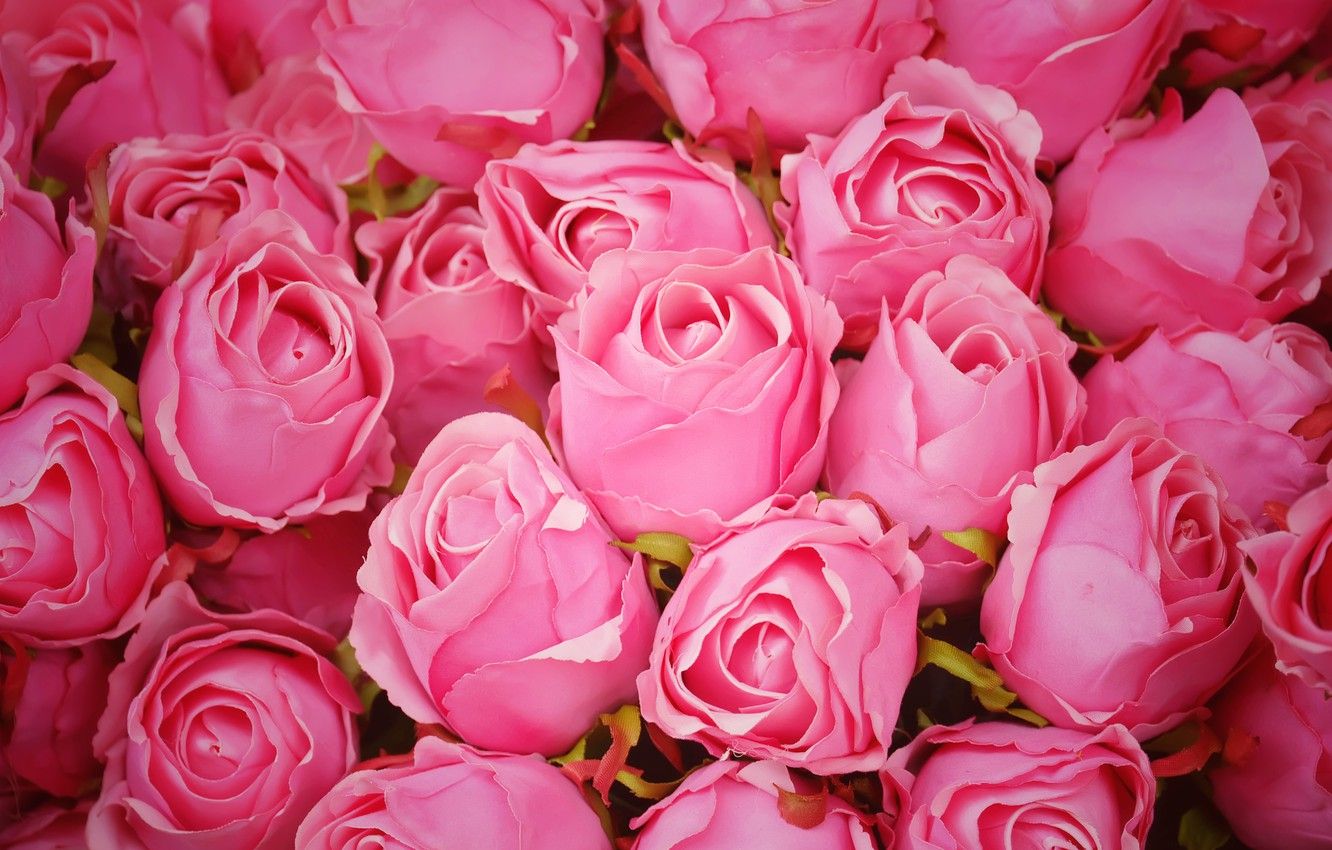 Rose rosa fiorite, 1332x850 HD, Desktop