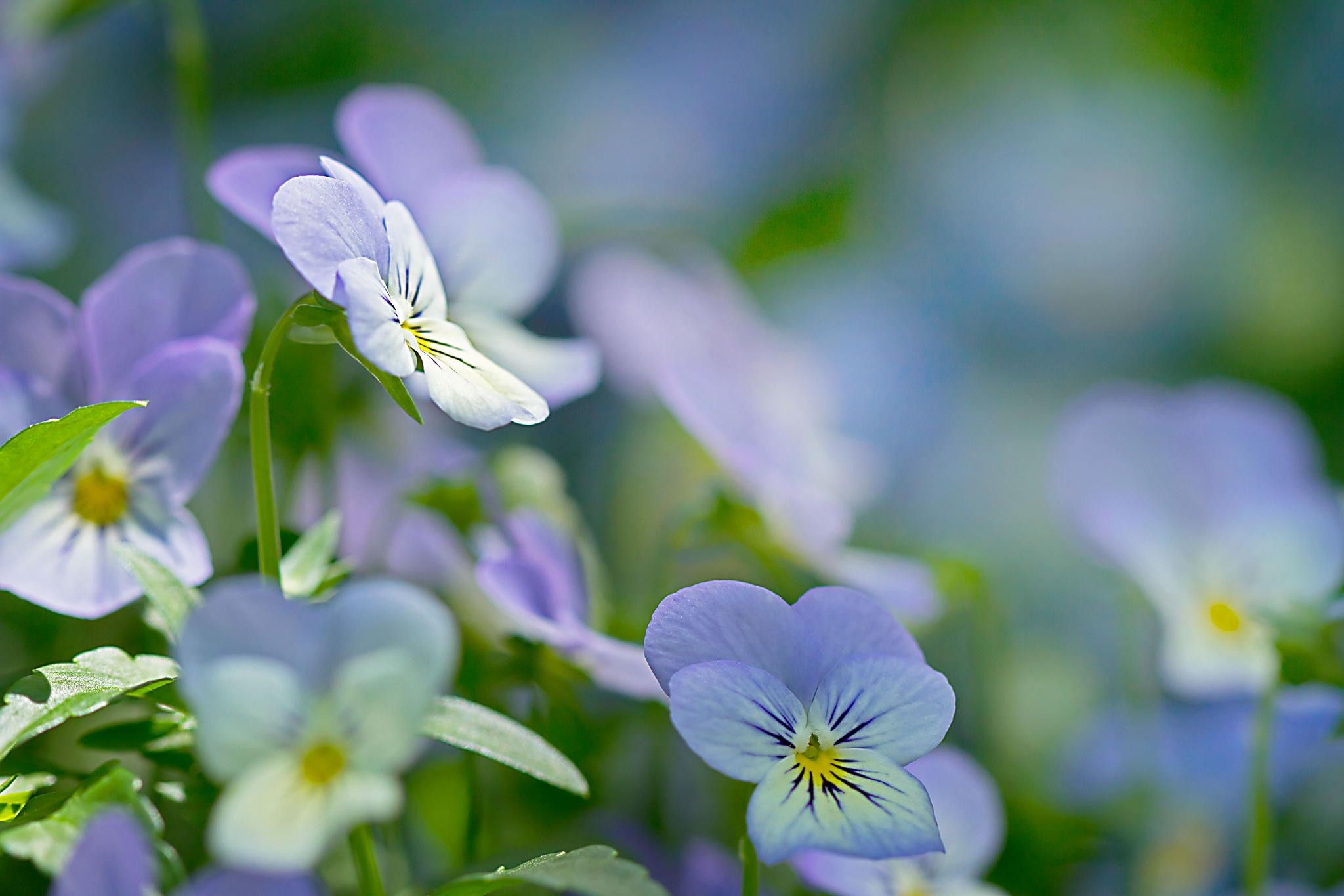Fiori viola violaciocche, 2048x1365 2K, PC