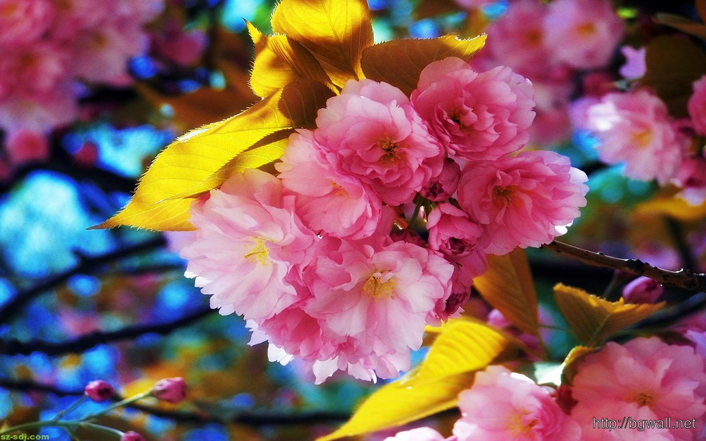 Fiori di ciliegio rosa, 1440x900 HD, Desktop