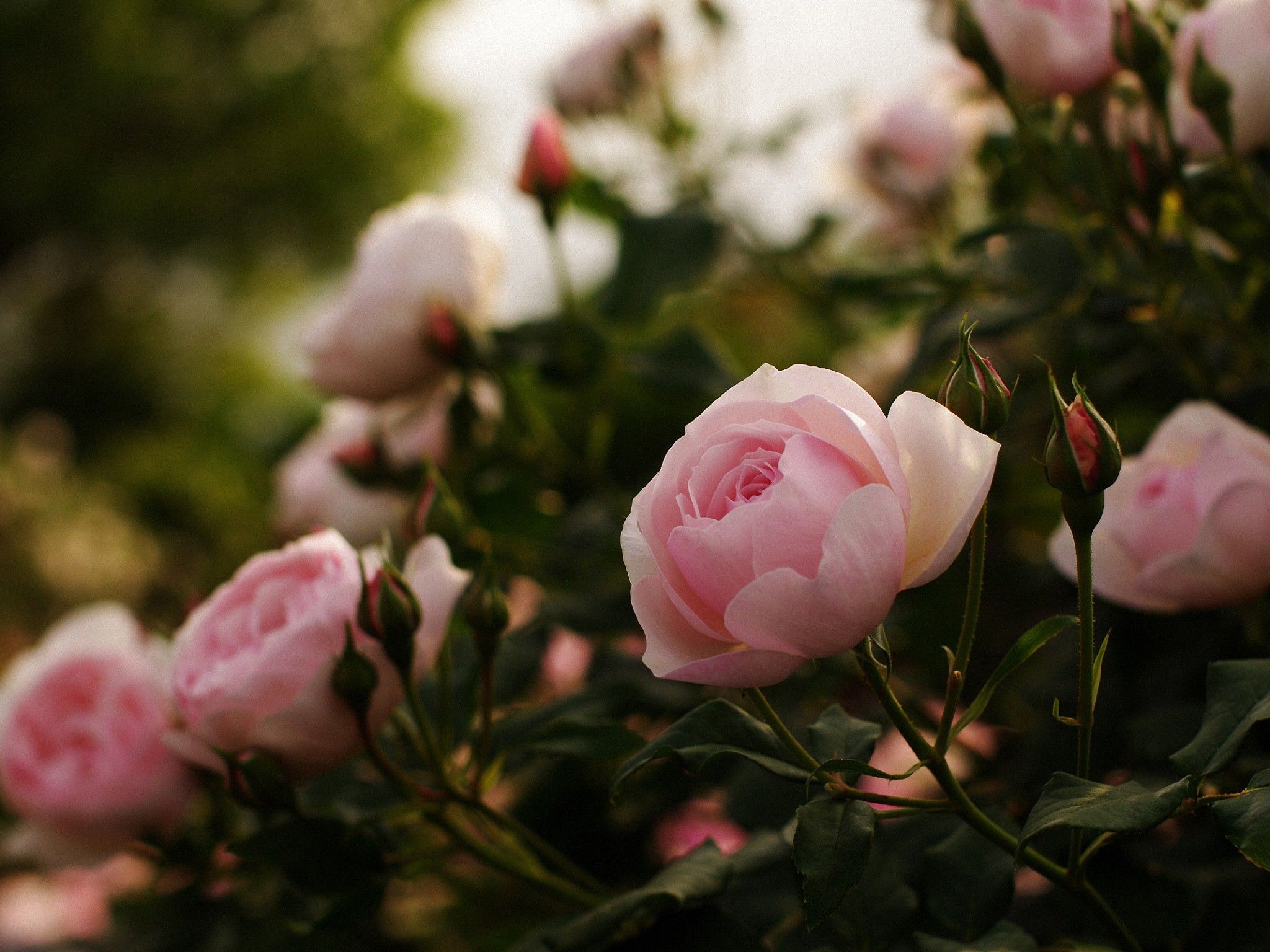Rose rosa in giardino, 2048x1536 2K, PC Desktop
