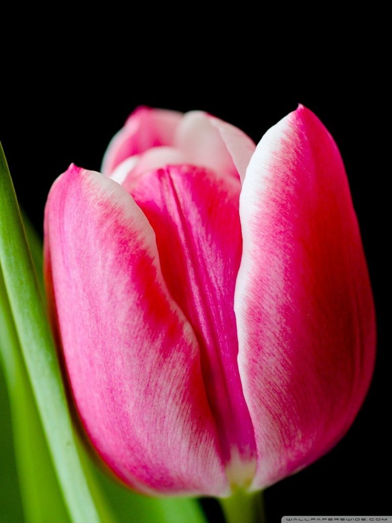 Tulipano rosa su nero, 768x1024 Full HD Verticale, iPhone