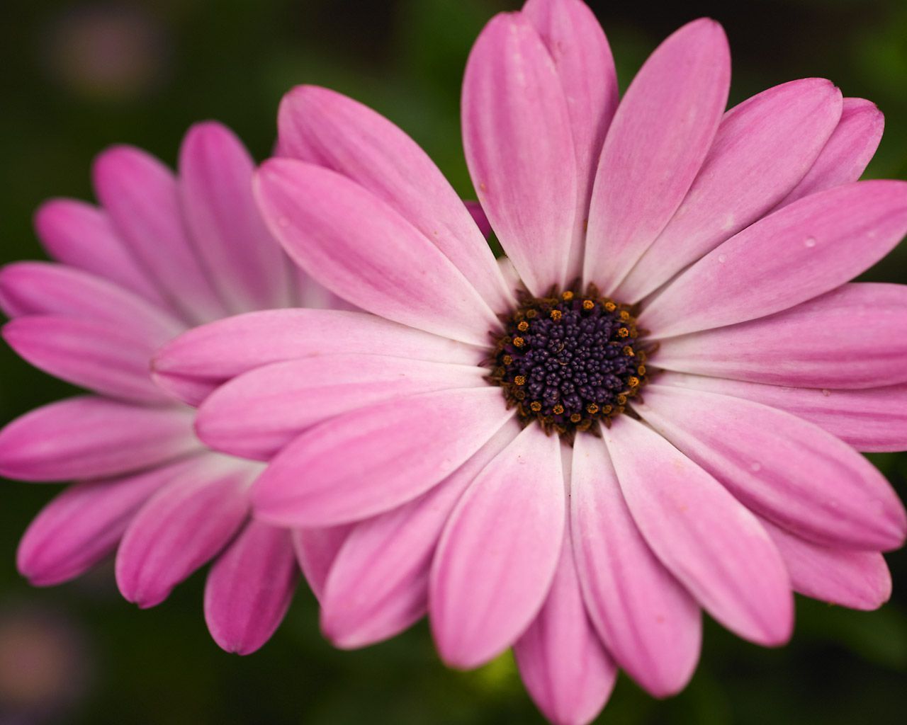 Fiori di margherita rosa, 1280x1024 720p, PC