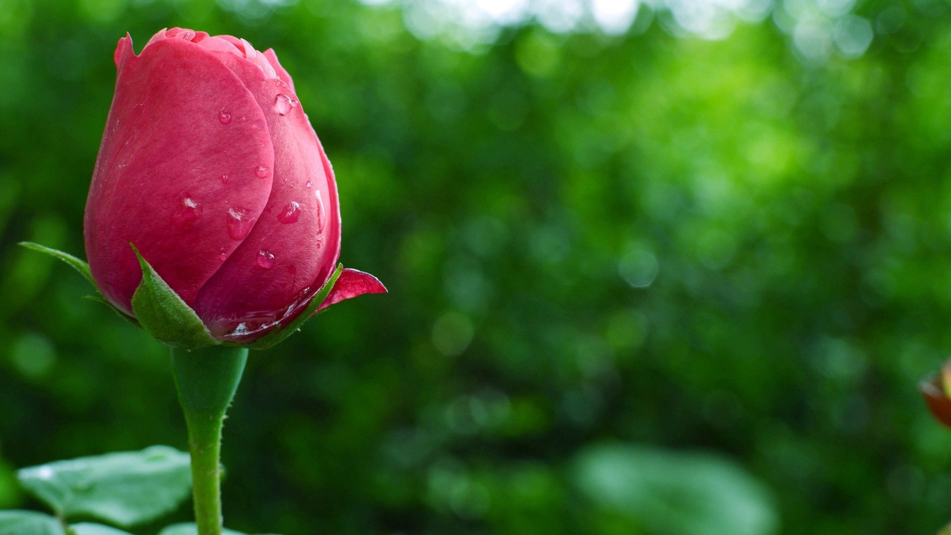 Rosa rossa con gocce d'acqua, 1920x1080 Full HD 1080p, Desktop