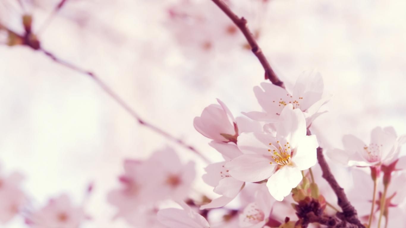 Fiori di ciliegio rosa, 1366x768 HD, Desktop