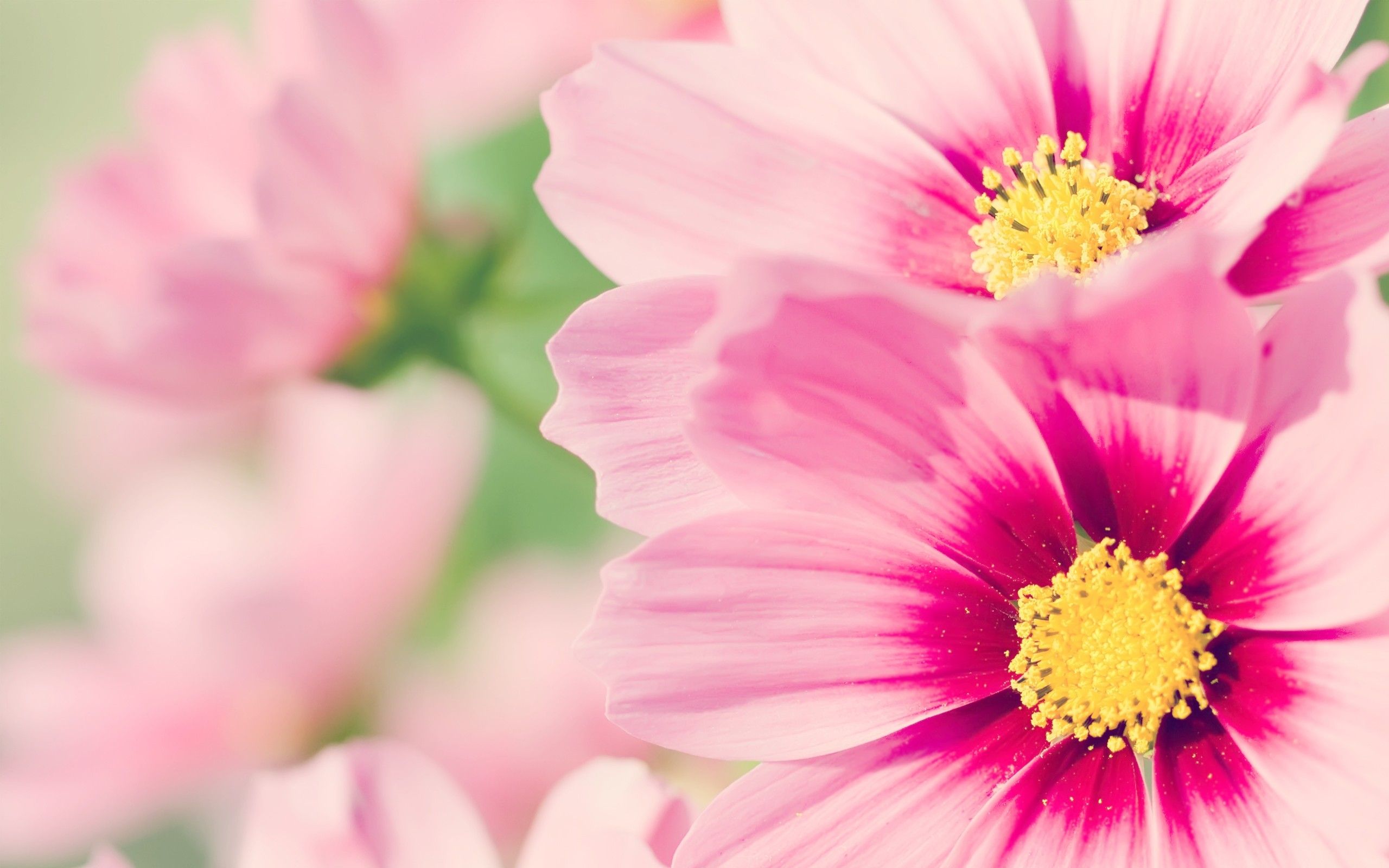 Fiori rosa cosmea, 2560x1600 WQXGA, Desktop