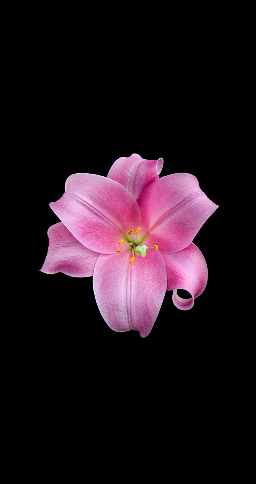 Fiore giglio rosa sfondo nero, 852x1608 Full HD Verticale, Smartphone