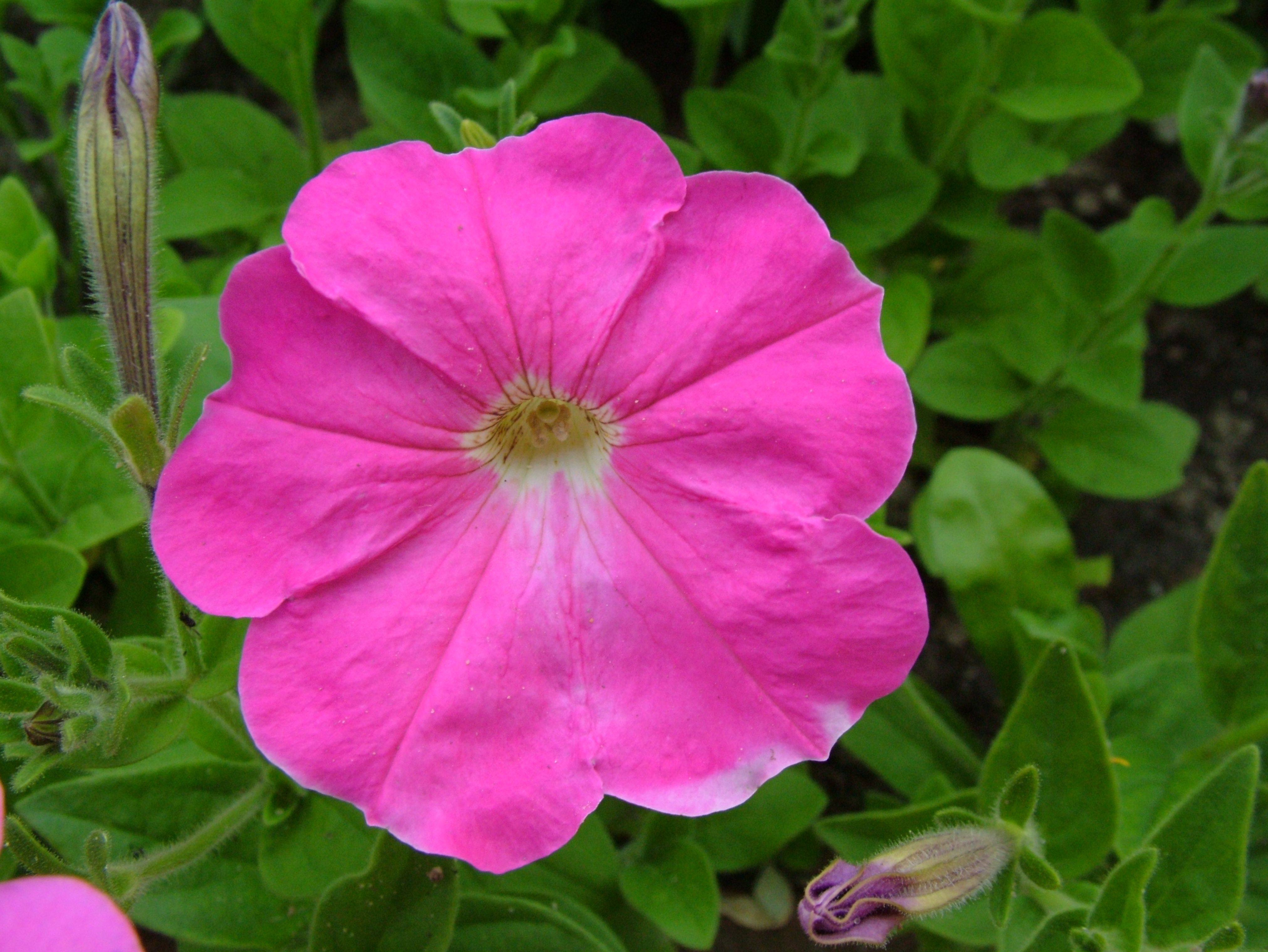 Fiore di petunia rosa, 4048x3040 4K Ultra HD, Monitor 4K