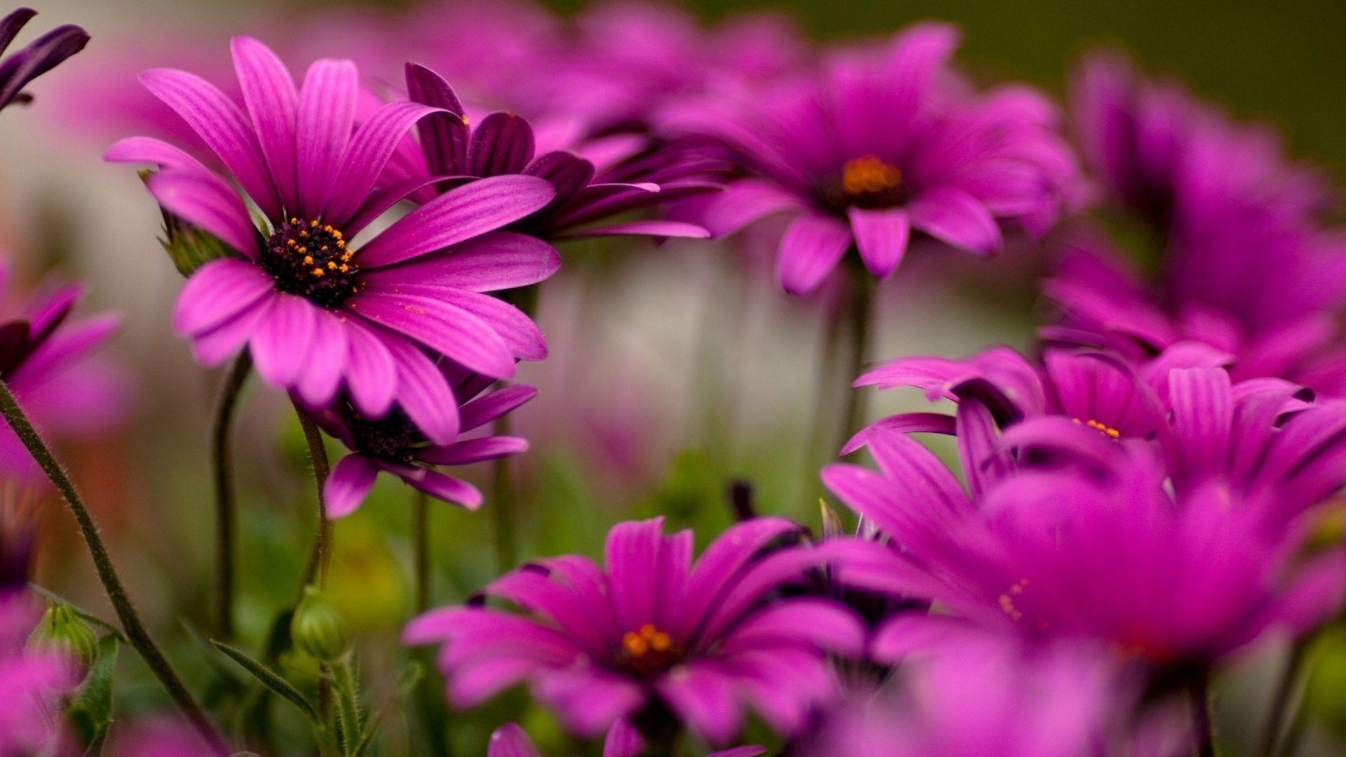 Fiori rosa margherite africane, 1920x1080 Full HD 1080p, PC Desktop