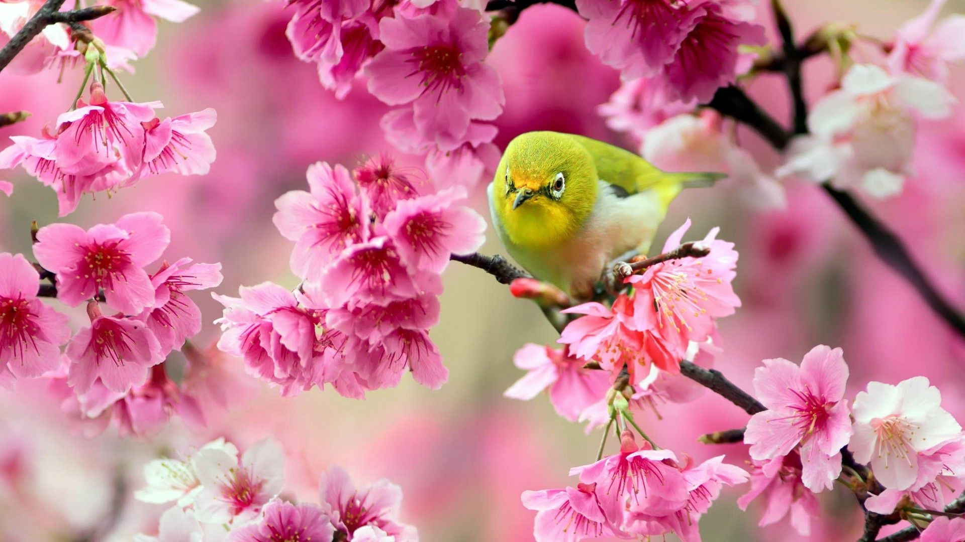Uccellino verde tra fiori rosa, 1920x1080 Full HD, Desktop