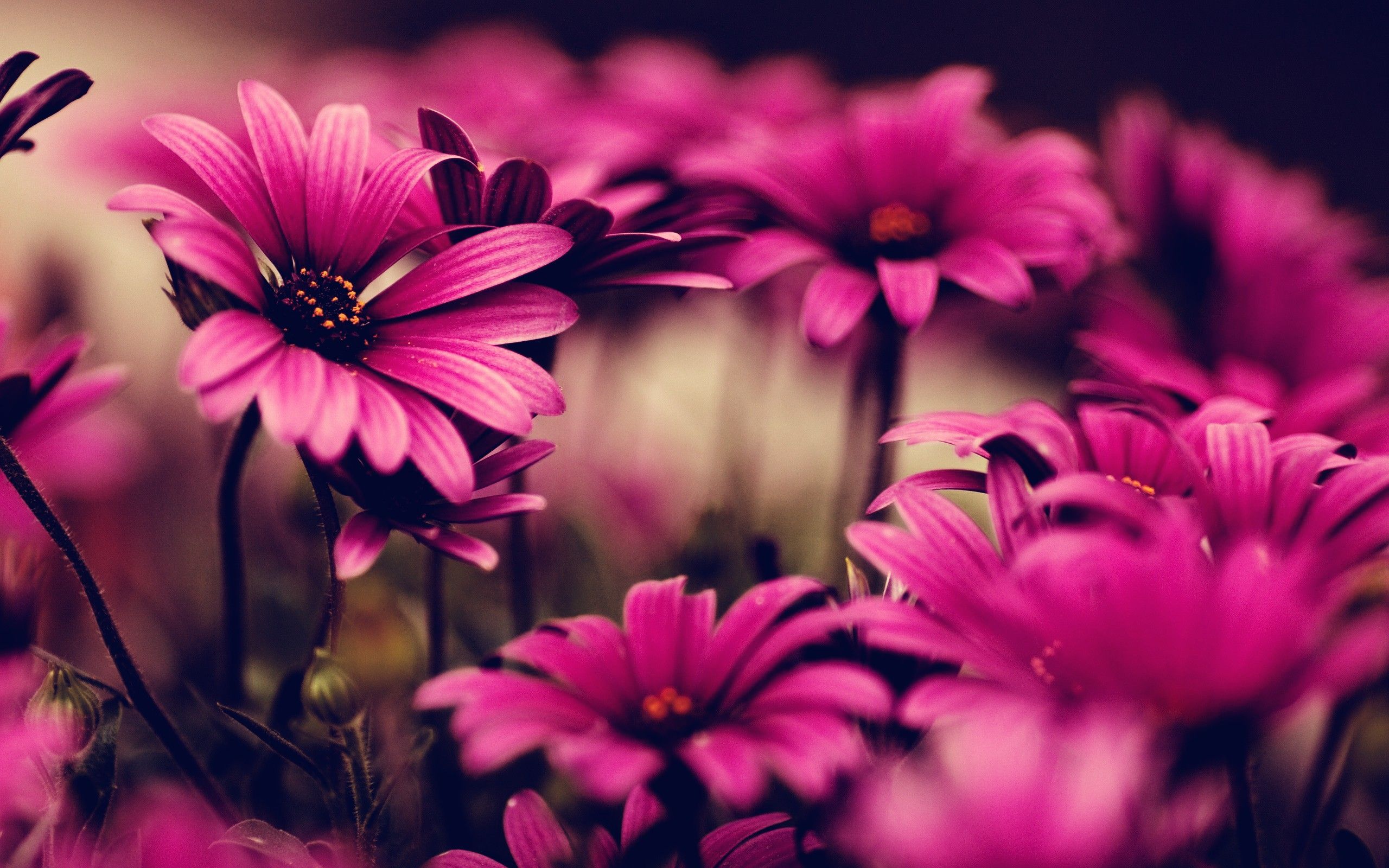 Fiori rosa margherite, 2560x1600 2K+, PC
