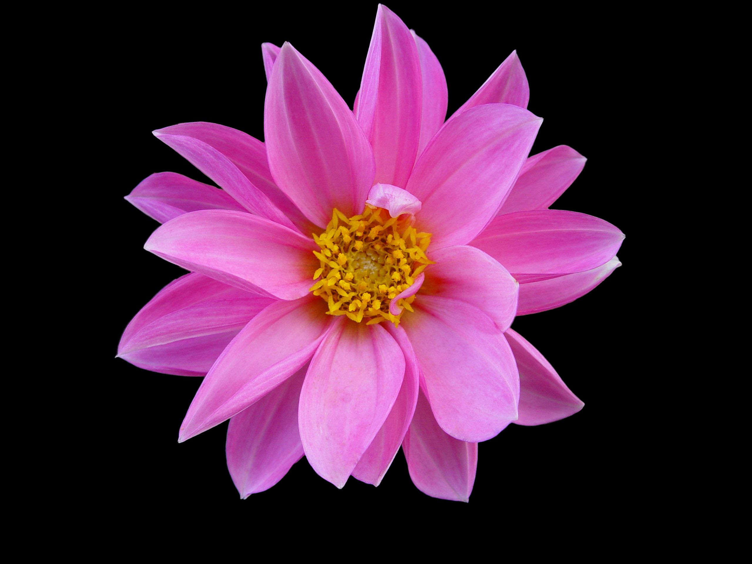 Fiore rosa su sfondo nero, 2560x1920 WQXGA, PC