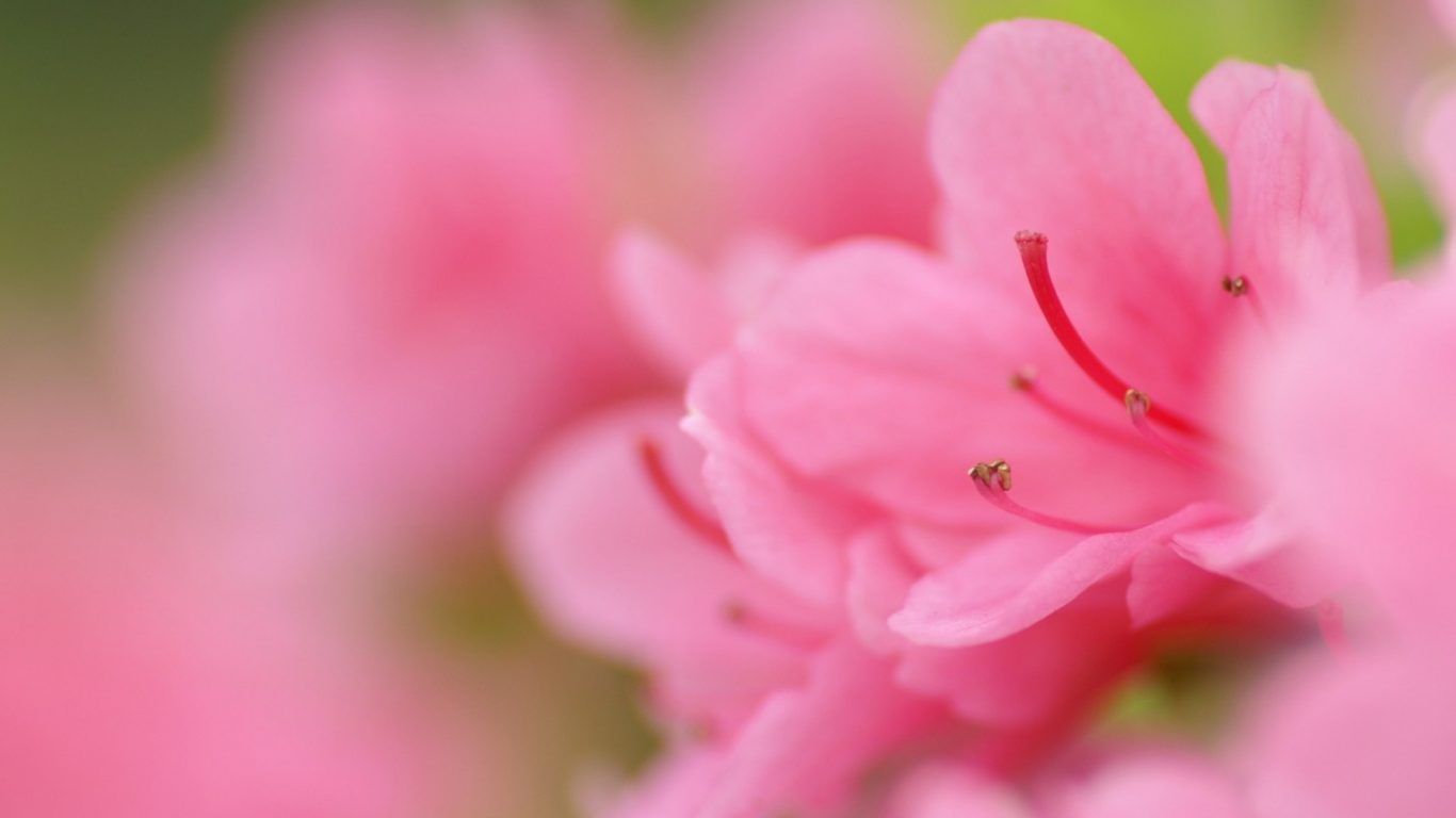 Fiori rosa in primo piano, 1366x768 720p, Laptop