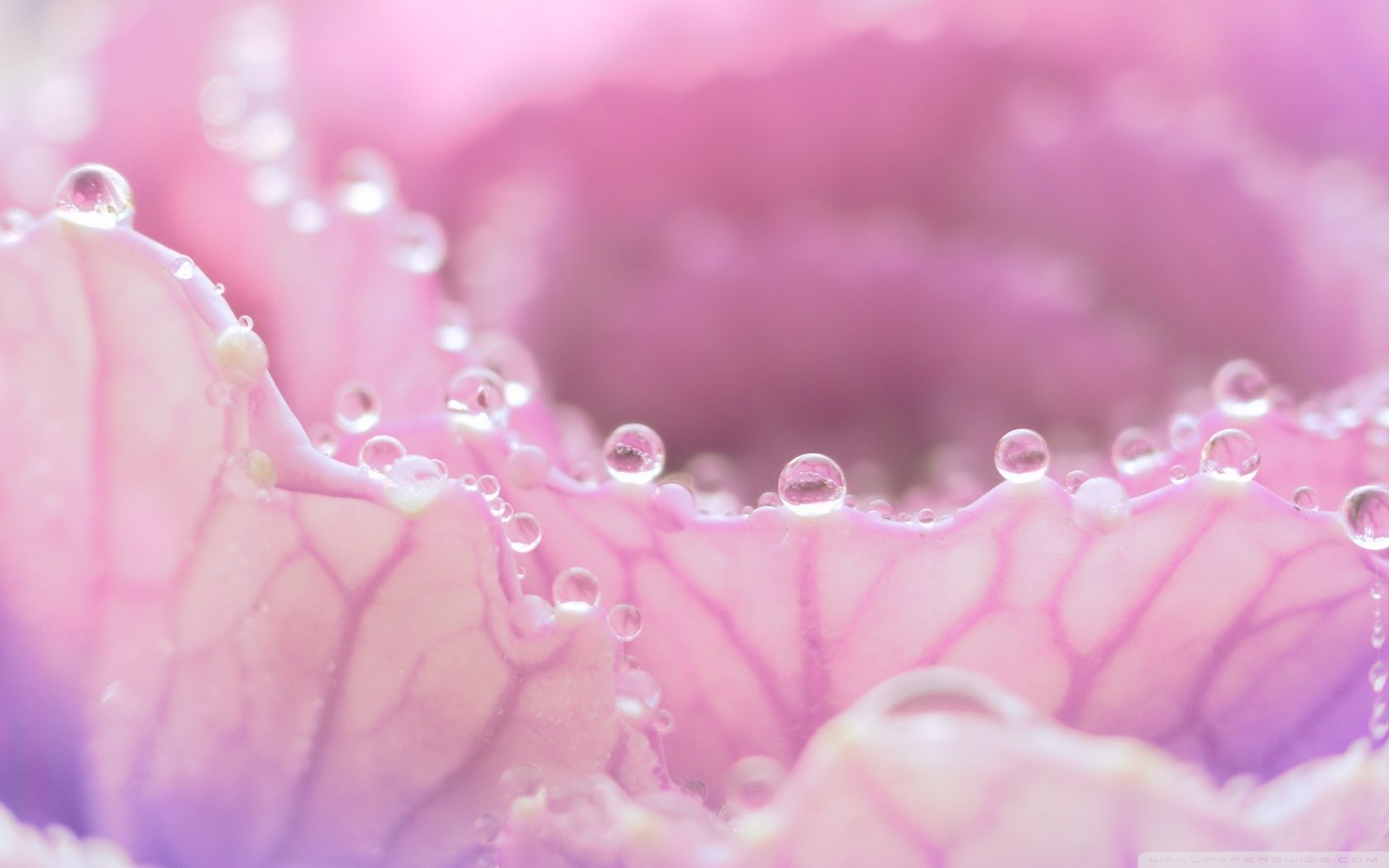 Gocce di rugiada su fiore rosa, 1680x1050 900p, Desktop