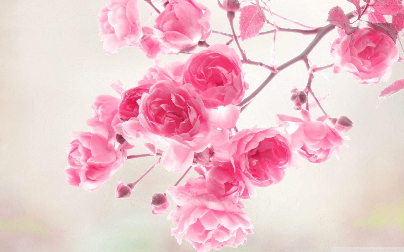 Rose rosa su ramo, 1680x1050 900p, Laptop