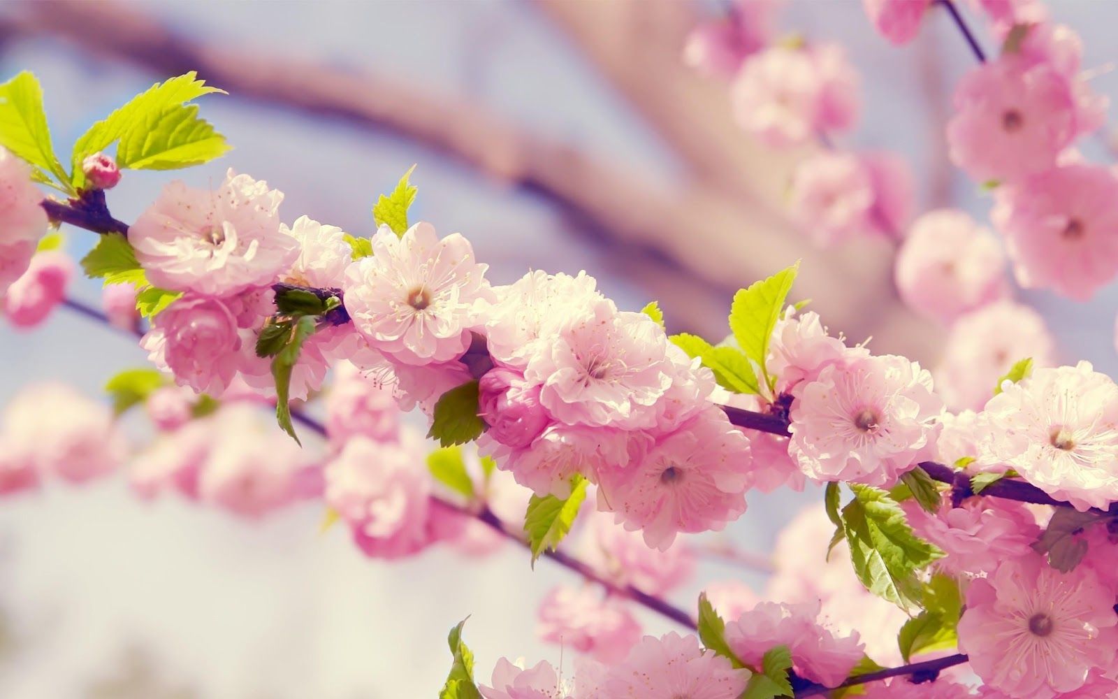 Ramo di fiori di ciliegio rosa, 1600x1000 HD Ready, Desktop