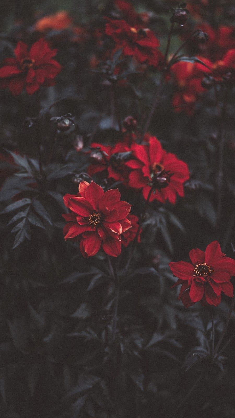 Fiori rossi scuri, 900x1600 Full HD Verticale, Smartphone