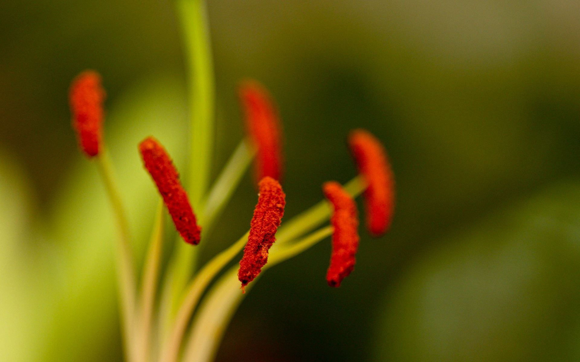 Stami rossi fiore macro, 1920x1200 WUXGA, Desktop