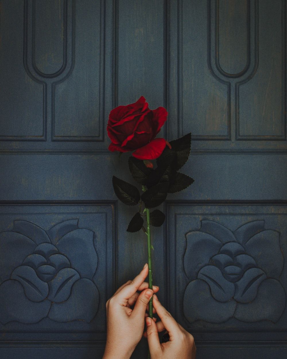 Mano con rosa rossa, 1000x1250 Full HD Verticale, Google Pixel
