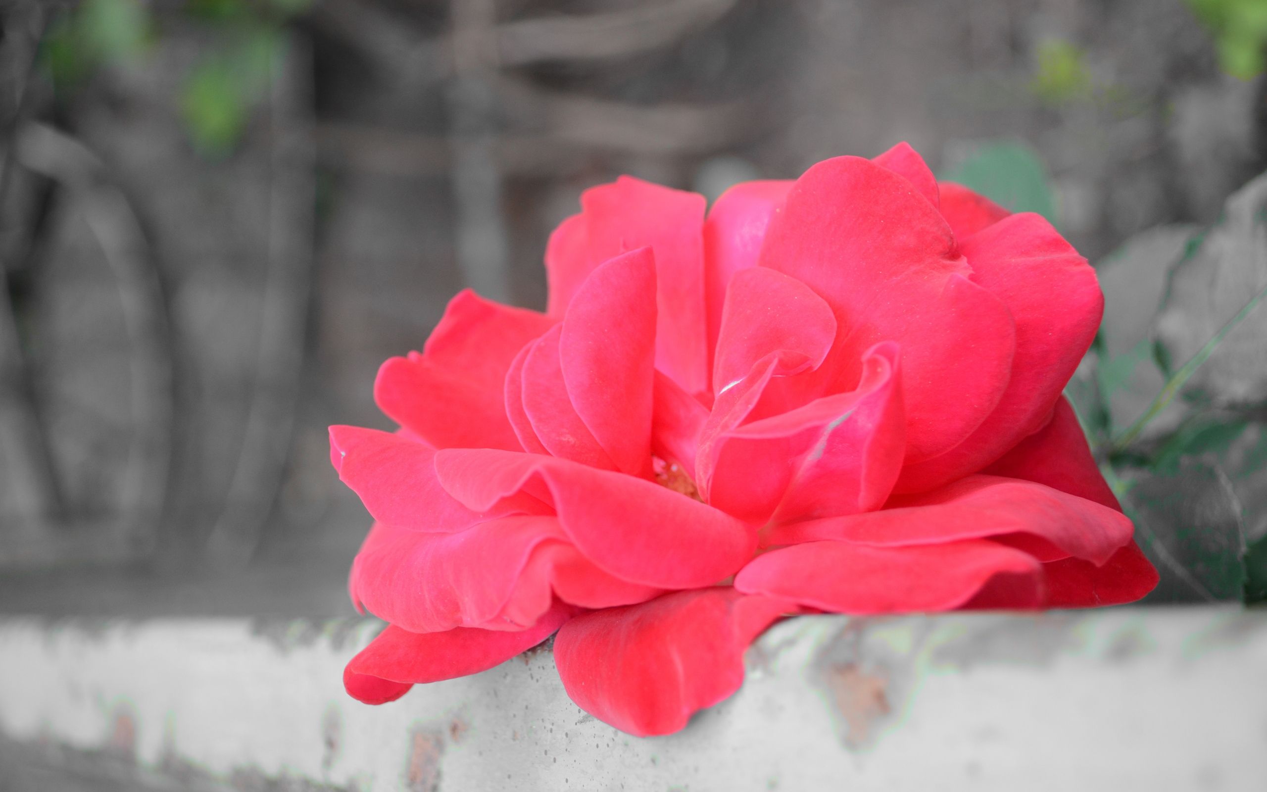 Rosa rossa fiorita, 2560x1600 2K+, PC