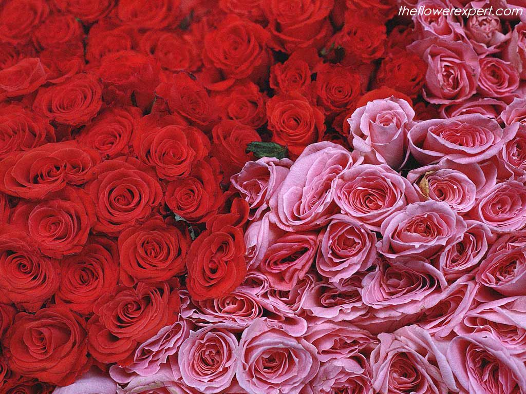 Rose rosse e rosa, 1024x768 HD, Desktop