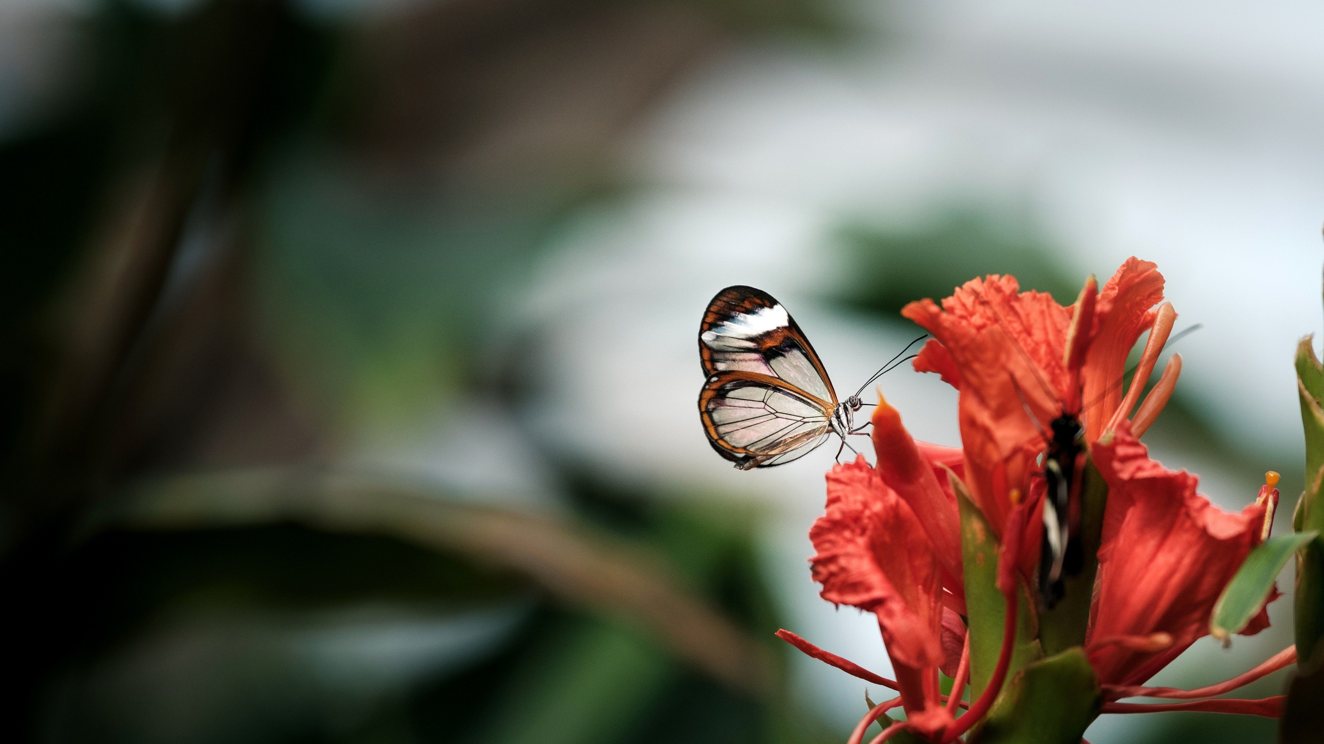 Farfalla su fiore rosso, 5120x2879 4K, Smart TV 4K