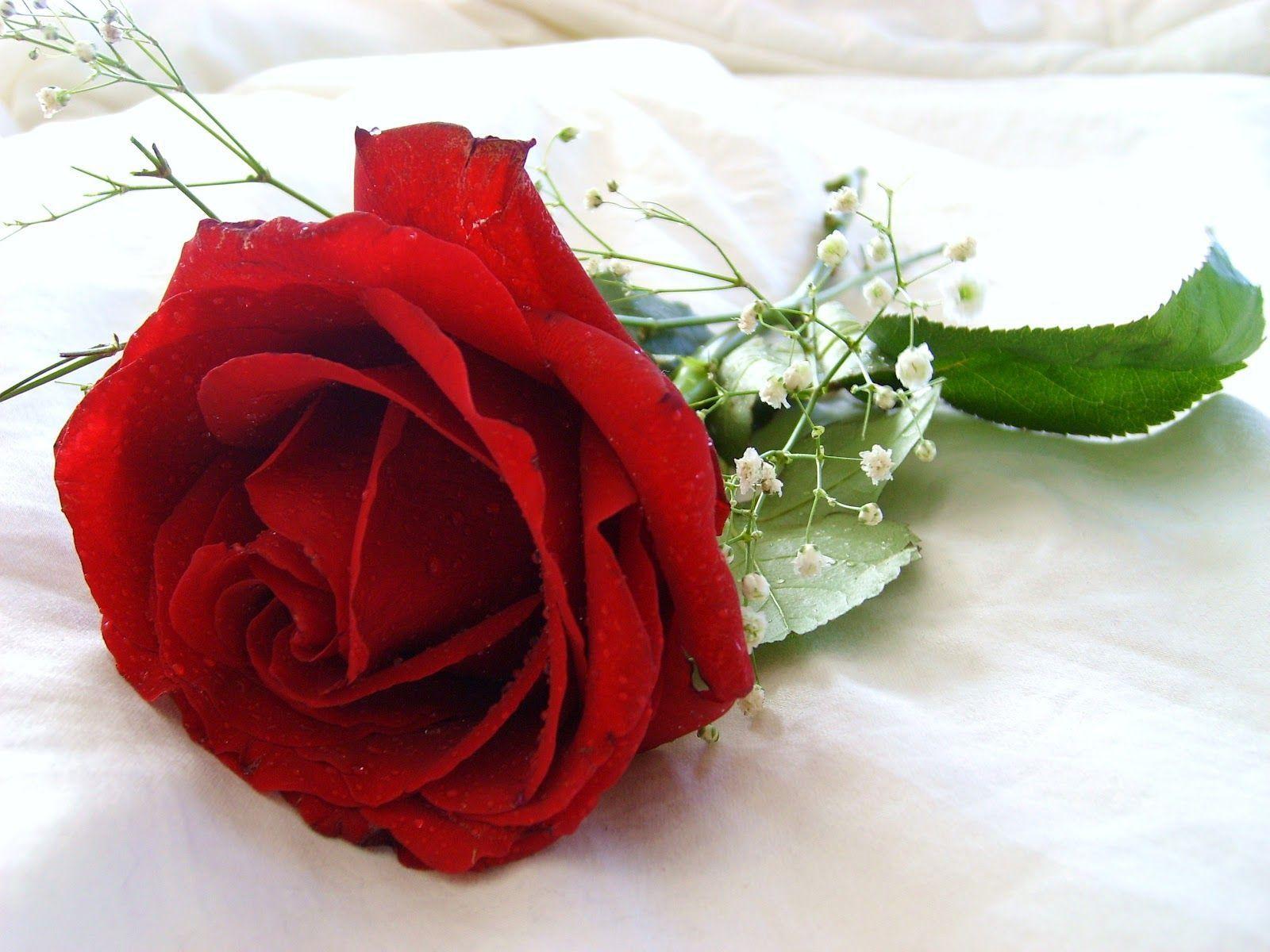 Rosa rossa con gypsophila, 1600x1200 HD, Desktop