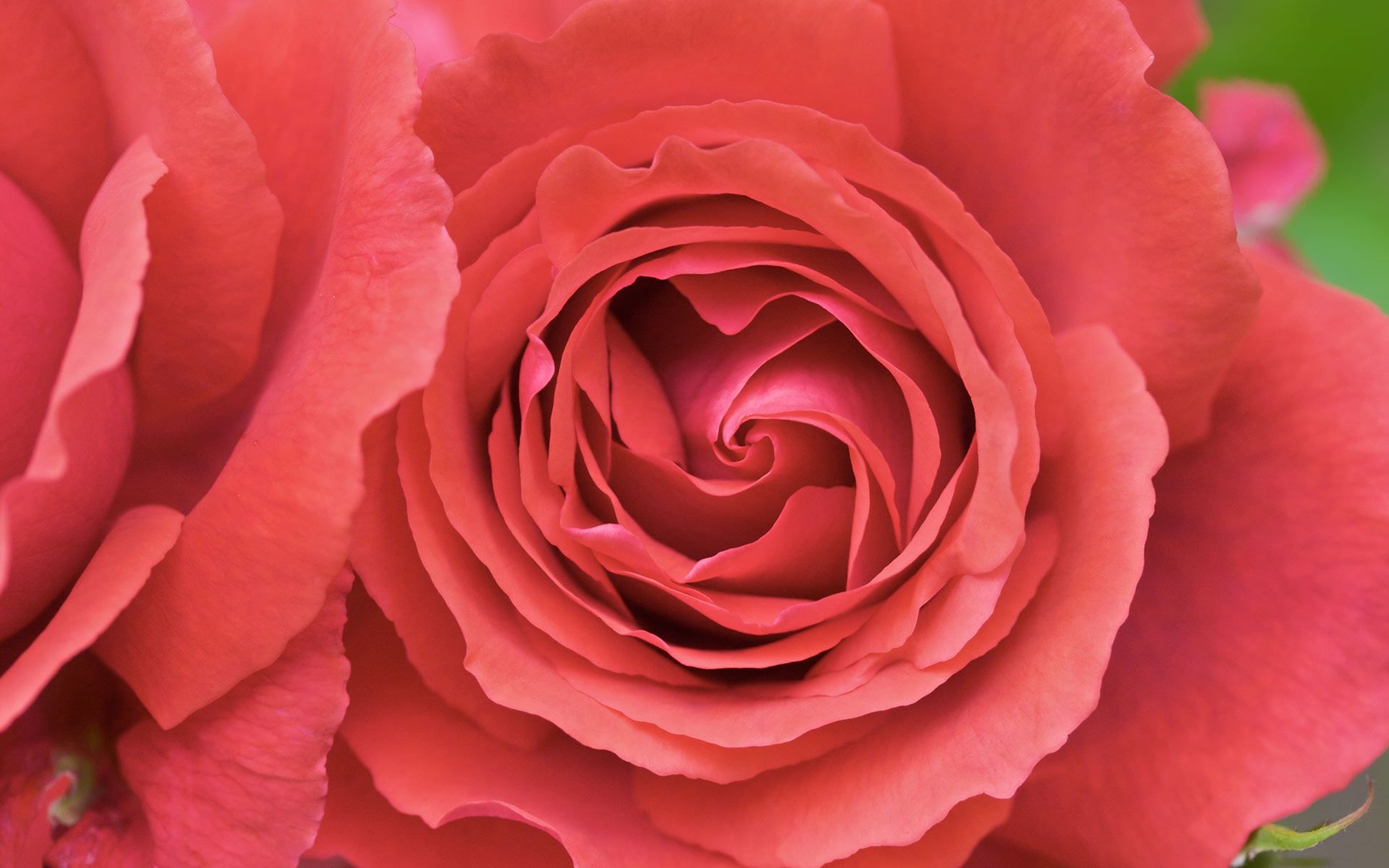 Rosa rossa in primo piano, 1920x1200 WUXGA, PC